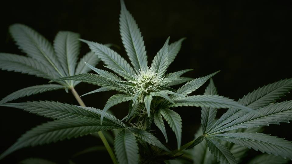 Description of Illegal Drugs also include things like cannabis in some countries.